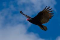 Condor In Flight�